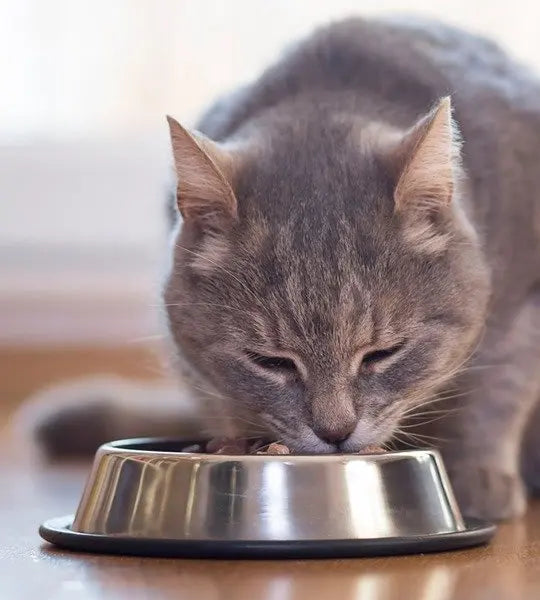 Pack Ração Úmida GranPlus Gourmet Sachê Carne para Gatos Adultos 18 Unidades de 85g Cada